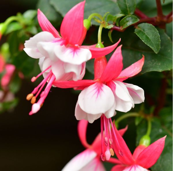 Fuchsia, pluggplanta